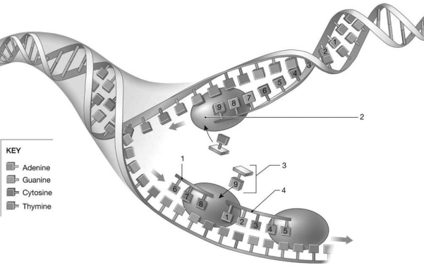   -Identify the process featured in the image.
