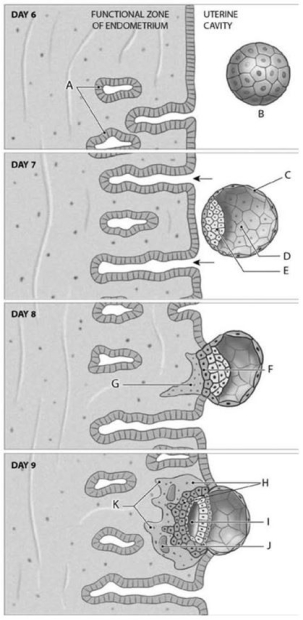 <strong> Label C represents which of the following structures?</strong> A)blastocoele B)blastocyst C)trophoblast D)developing villi E)chorion