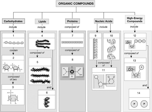 -Identify the structure labeled #5,a component of triglycerides,which is comprised of long chains of carbon atoms with attached hydrogen atoms that end in a carboxyl group.