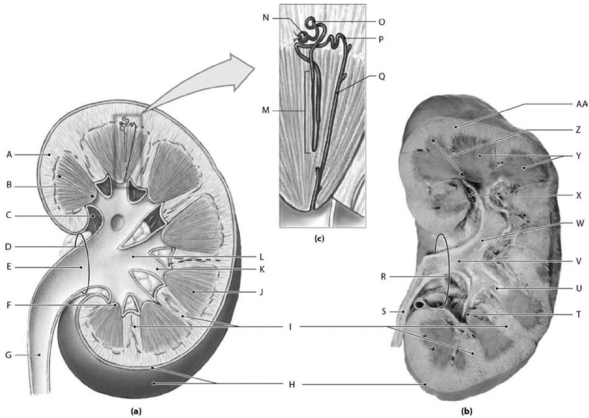 <strong> Label M represents which of the following structures?</strong> A)nephron loop B)renal corpuscle C)proximal convoluted tubule D)distal convoluted tubule E)collecting duct