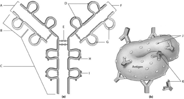 <strong> What does label A represent?</strong> A)complement binding site B)antigen binding site C)antigenic determinant sites D)macrophage binding site E)antibodies