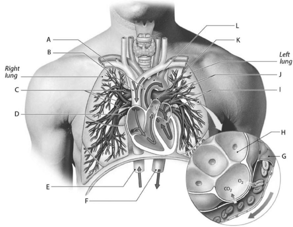 <strong> What does label H represent?</strong> A)alveolus B)alveolar capillary C)alveolar vein D)alveolar artery E)alveolar venule