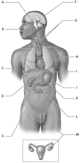 <strong>  Structure A is the</strong> A)pituitary gland. B)hypothalamus. C)pineal gland. D)thymus. E)thyroid gland. <div style=padding-top: 35px> 
