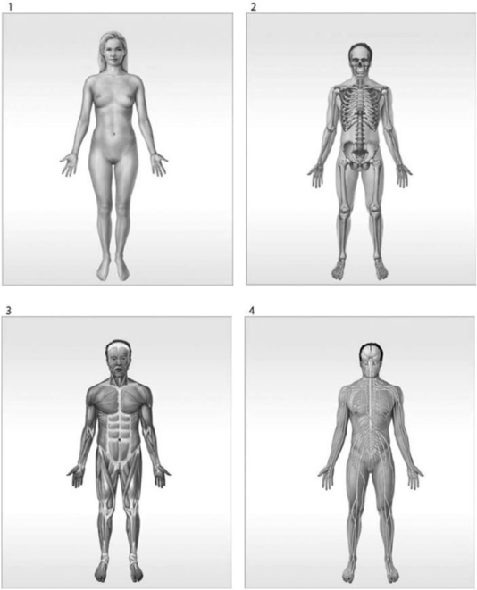 <strong> Which organ system is labeled #1?</strong> A)nervous system B)reproductive system C)integumentary system D)lymphatic system E)muscular system