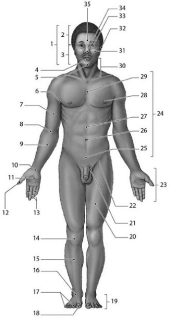 <strong> Which of the following structures is located superior to the nasus?</strong> A)35 B)4 C)32 D)5 E)30