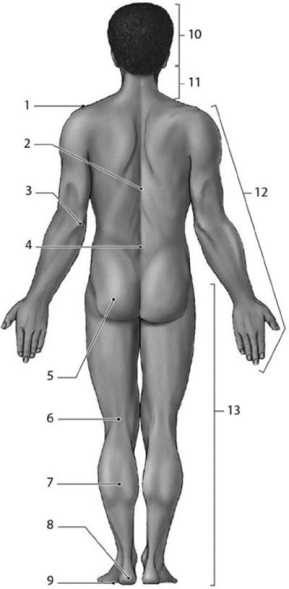 <strong> Which number identifies the olecranal region of the body?</strong> A)2 B)3 C)4 D)12 E)13