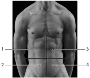 <strong> The appendix is typically located in which region(s)?</strong> A)2 B)4 C)1 D)3 E)1 & 3