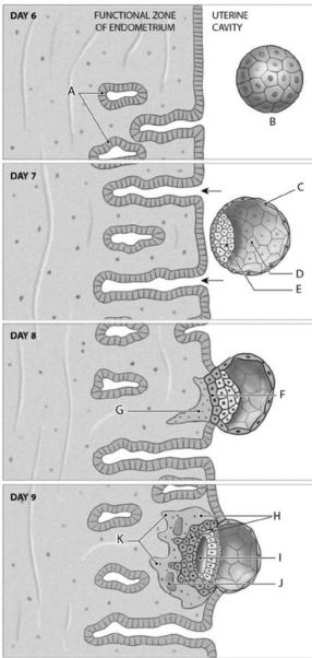 <strong> Figure 20-1 Events in Implantation Use Figure 20-1 to identify the labeled part. Label D represents which of the following structures?</strong> A)blastocoele B)blastocyst C)trophoblast D)developing villi E)chorion