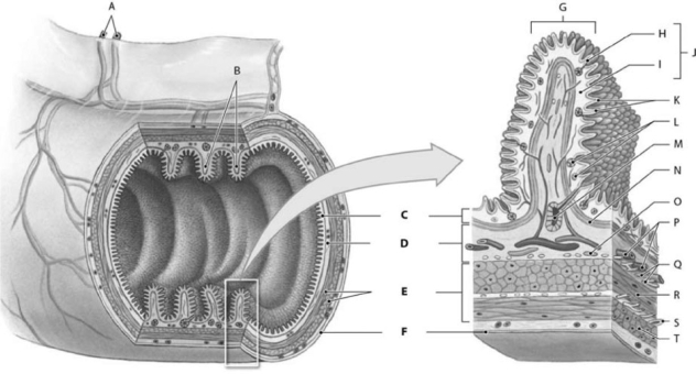 <strong> Figure 16-1 Structural Components of the Digestive Tract Use Figure 16-1 to identify the labeled part. Label E represents which structure?</strong> A)circular fold B)submucosa C)muscularis externa D)serosa E)mucosa
