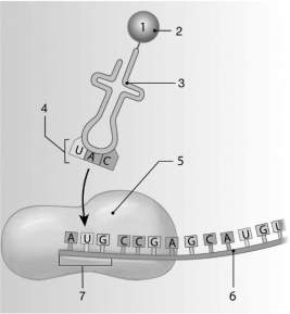 Figure 3-7 Translation Use Figure 3-7 to answer the following questions: -The commonly prescribed antibiotic Clindamycin blocks the peptide bond formation between amino acids during protein synthesis. This would happen during
