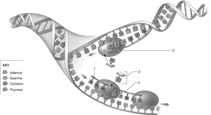 Figure 3-8 A Process Use Figure 3-8 to answer the following questions: -A benign tumor refers to