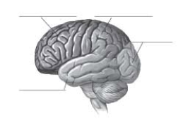 Label the four lobes of the cerebral cortex in the figure.  