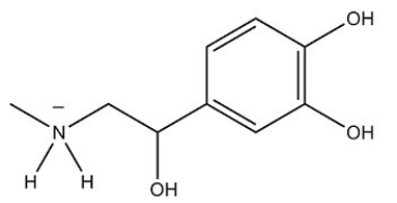 <strong>At the pH of the aqueous environment of the cells,amines exist in their ionized (charged)form. Which of the following properly represents how epinephrine exists in the cell? </strong> A) B) C) D)