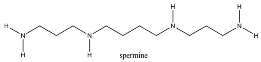 <strong>Spermine is a compound isolated from sperm. Which of the following statements correctly describes an aqueous solution of spermine? </strong> A)The pH of the solution would be equal to that of pure water. B)The hydronium ion concentration in the solution would be greater than that in pure water. C)The hydroxide ion concentration in the solution would be greater than that in pure water. D)The solution would be acidic.