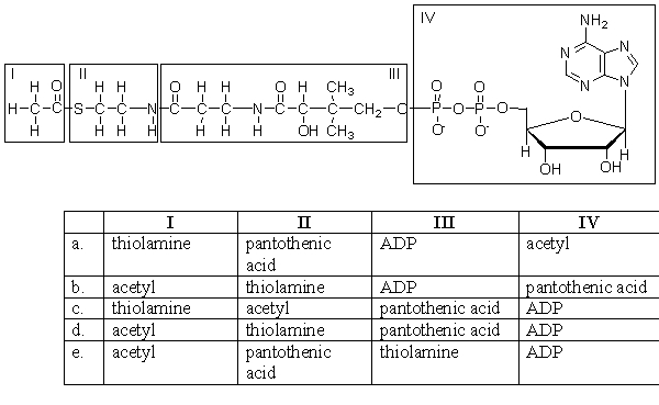 <strong>The structure below is acetyl coenzyme A. Select the choice in which each part of acetyl coenzyme A is correctly labeled. </strong> A)a B)b C)c D)d E)e