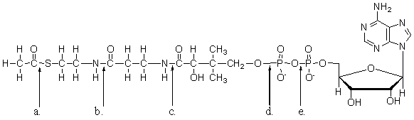 <strong>When acetyl coenzyme A is hydrolyzed during the citric acid cycle, which bond in the molecule is broken? </strong> A)a B)b C)c D)d E)e