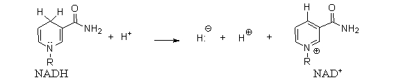 <strong>The partial structures of the coenzymes NADH and NAD<sup>+</sup> are shown below. What type of reaction is this? </strong> A) oxidation B) reduction C) acid-base D) hydrolysis E) condensation