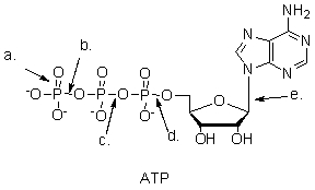 <strong>Which bond is broken when ATP is hydrolyzed to ADP? </strong> A) a B) b C) c D) d E) e