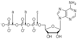 <strong>Which of the following choices correctly label each type of bond in the following molecule of ATP? </strong> A) All are phosphate ester bonds. B) All are phosphoanhydride bonds. C) Both a and b are phosphoanhydride bonds and c is a phosphate ester bond. D) Both a and b are phosphate ester bonds and c is a phosphoanhydride bonds. E) Both a and c are phosphate ester bonds and b is a phosphoanhydride bonds.