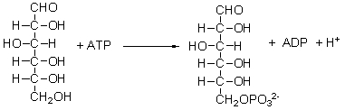 <strong>During glucose metabolism, the following reaction occurs. What is this reaction called? </strong> A) phosphoryl group transfer reaction B) hydrolysis C) hydration D) dehydration E) oxidation