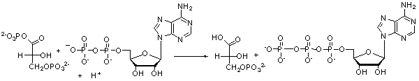 <strong>The following reaction is a key step in the metabolism of glucose. Which of the following molecules is formed as a result of this reaction? </strong> A) ADP B) H<sup>+</sup> C) ATP D) H<sub>2</sub>O E) P<sub>i</sub>