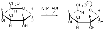 <strong>Which of the choices below best describes the purpose of the following step of glycolysis? </strong> A) In this step, the molecule is phosphorylated to keep it in the cell. B) In this step, the molecule is split into two, both of which will become pyruvate. C) In this step, NADH is made. D) In this step, energy is stored as ATP. E) In this step, pyruvate is made.