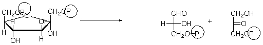 <strong>Which of the choices below best describes the purpose of the following step of glycolysis? </strong> A) In this step, the molecule is phosphorylated to keep it in the cell. B) In this step, the molecule is split into two, both of which will become pyruvate. C) In this step, NADH is made. D) In this step, energy is stored as ATP. E) In this step, pyruvate is made.
