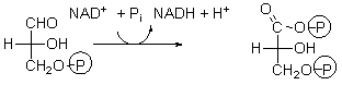 <strong>Which of the choices above below describes the purpose of the following step of glycolysis? </strong> A) In this step, the molecule is phosphorylated to keep it in the cell. B) In this step, the molecule is split into two, both of which will become pyruvate. C) In this step, NADH is made. D) In this step, energy is stored as ATP. E) In this step, pyruvate is made.
