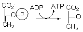 <strong>Which of the choices below best describes the purpose of the following step of glycolysis? </strong> A) In this step, the molecule is phosphorylated to keep it in the cell. B) In this step, the molecule is split into two, both of which will become pyruvate. C) In this step, energy is stored as ATP. D) In this step, pyruvate is made. E) In this step, both pyruvate and ATP are made.