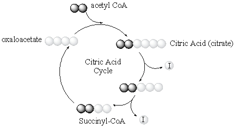 <strong>According to the diagram below, what happens to the four atoms that begin the citric acid cycle in oxaloacetate? </strong> A) All four atoms continue around the cycle over and over again. B) Two of the atoms continue around the cycle a second time and two atoms are released from the cycle. C) One of the atoms continues around the cycle a second time and three atoms are released from the cycle. D) Three of the atoms continue around the cycle a second time and one atom is released from the cycle. E) All four atoms are released from the cycle.