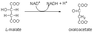 <strong>The following is step 8 of the citric acid cycle. During this step, NAD<sup>+</sup> is ________ while L-malate is ________. </strong> A) phosphorylated; isomerized B) isomerized; dehydrated C) oxidized; reduced D) reduced; oxidized E) hydrated; dehydrated