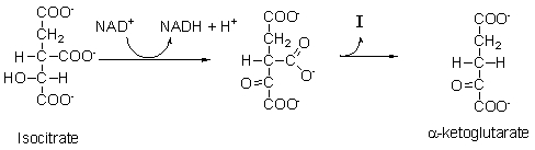 <strong>The following is step 3 of the citric acid cycle. Isocitrate is converted into α-ketoglutarate by a(n) _______ reaction followed by _______. </strong> A) oxidation-reduction; phosphorylation B) phosphorylation; oxidation-reduction C) isomerization; dehydration D) oxidation-reduction; decarboxylation E) hydration; decarboxylation