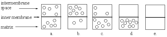 The following diagrams illustrate the two aqueous spaces and the inner membrane of the mitochondrial. In which diagram is the relative concentration of protons such that oxidative phosphorylation could occur if ATP synthase were present?
