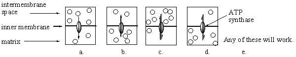 When ATP synthase catalyzes the synthesis of ATP, protons are shunted through it. Which of the following diagrams best illustrates this process? Note that the circles represent protons and the arrows through the enzyme represent the direction of proton flow.