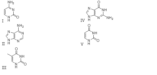 <strong>Which of the following molecules is found in RNA but not in DNA? </strong> A) I B) II C) III D) IV E) V