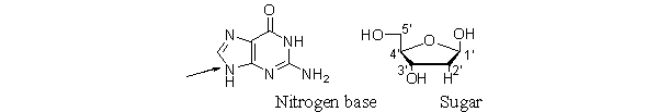 <strong>In a nucleoside and a nucleotide, a bond forms between a nitrogen base and a sugar. An arrow points to the nitrogen on the base that bonds to the sugar. Which carbon on the sugar bonds to the indicated nitrogen on the base? </strong> A) 1<font face=symbol></font> B) 2<font face=symbol></font> C) 3<font face=symbol></font> D) 4<font face=symbol></font> E) 5<font face=symbol></font>