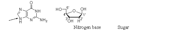 <strong>What is the best name for the type of bond that forms between a sugar and a nitrogen base in a nucleotide? </strong> A) an anomeric bond B) a glycolysis bond C) a nitrogenous bond D) a β-N-glycosidic bond E) a β-N-ribose bond