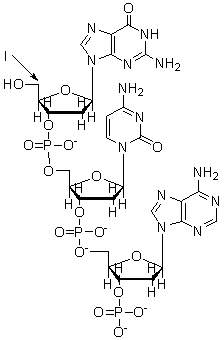 <strong>The arrow labeled I in the nucleic acid below is pointing to the </strong> A) 1<font face=symbol></font> end of the DNA. B) 2<font face=symbol></font> end of the DNA. C) 3<font face=symbol></font> end of the DNA. D) 4<font face=symbol></font> end of the DNA. E) 5<font face=symbol></font> end of the DNA.