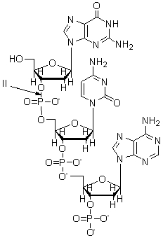 <strong>The arrow labeled II in the nucleic acid below is pointing to a(n) </strong> A) nonpolar covalent bond. B) ionic interaction. C) phosphate ester bond. D) glycosidic bond. E) hydrogen bond.