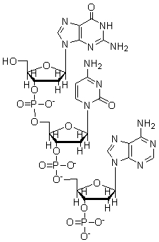<strong>What is the sequence of the following nucleic acid? </strong> A) dGCA B) GCA C) ACG D) dACG E) CGT