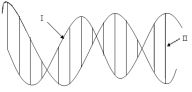 <strong>In the following cartoon of a DNA double helix, arrow I is pointing to the </strong> A) DNA base pairs. B) hydrogen bonds. C) sugar phosphate backbone. D) complementary base pairs. E) nucleotides.