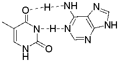 <strong>The following figure illustrates a(n) _______ base pair. </strong> A) G-C B) A-C C) A-T D) A-U E) G-T