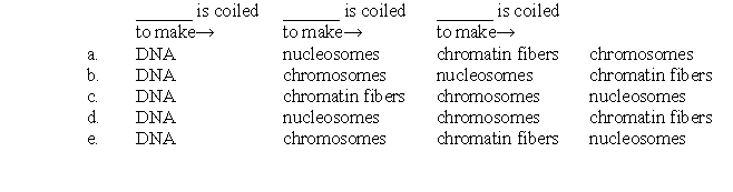 <strong>Which flow chart correctly shows how DNA is coiled so that it can fit into the nucleus? </strong> A)a B)b C)c D)d E)e