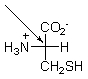 <strong>What is indicated by the arrow pointing to part of the Fischer projection below? </strong> A) the beta carbon B) the anomeric carbon C) a center of chirality D) a secondary amine E) a peptide bond