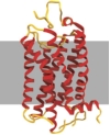 <strong>An example of this type of protein is shown below. </strong> A) keratin B) keratin, elastin, and collagen C) membrane proteins and globular proteins D) globular proteins E) membrane proteins