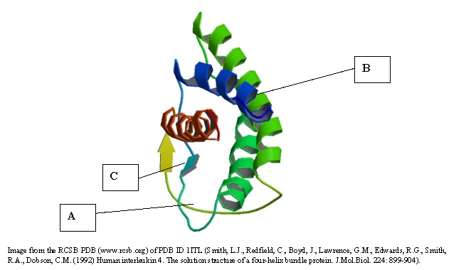 <strong>Interleukin-4, a polypeptide, is shown below. In which of the following are the secondary structures labeled correctly? </strong> A) A: random folding B: β-pleated sheets C: α-helix B) A: β-pleated sheets B: random folding C. α-helix C) A: random folding B. α-helix C: β-pleated sheets D) A. α-helix B: random folding C: β-pleated sheets E) A: β-pleated sheets B: α-helix C: random folding