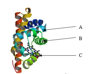 The structure of myoglobin is shown below. Myoglobin contains which of the following components? I. α-helices II) β-pleated sheets III) a prosthetic group