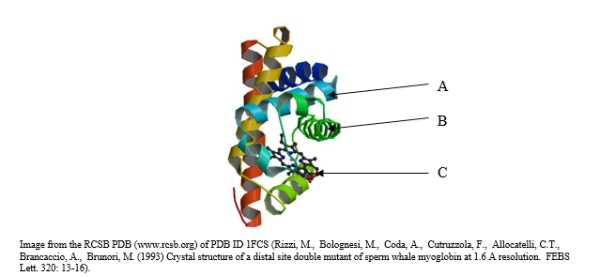 The structure of myoglobin is shown below. Which level of architecture does this protein lack?