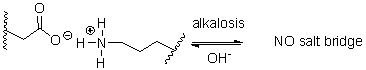 During alkalosis of a protein, shown below, salt bridges are broken, resulting in denaturation. Which choice shows the products of alkalosis?