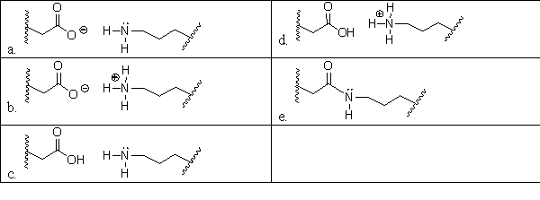 During alkalosis of a protein, shown below, salt bridges are broken, resulting in denaturation. Which choice shows the products of alkalosis?